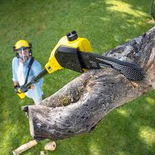 Trusted Bloomington, CA Tree Care Services Experts