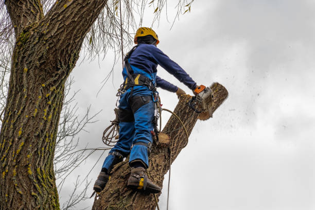 Best Emergency Tree Removal  in Bloomington, CA