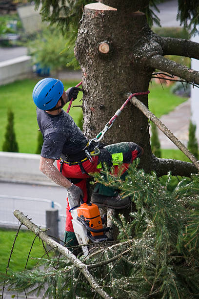 How Our Tree Care Process Works  in  Bloomington, CA