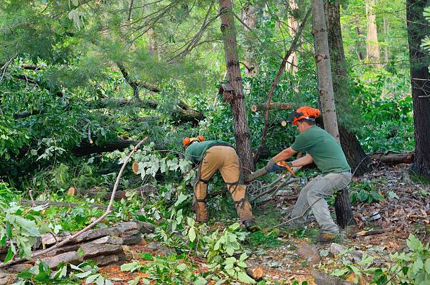 Best Root Management and Removal  in Bloomington, CA